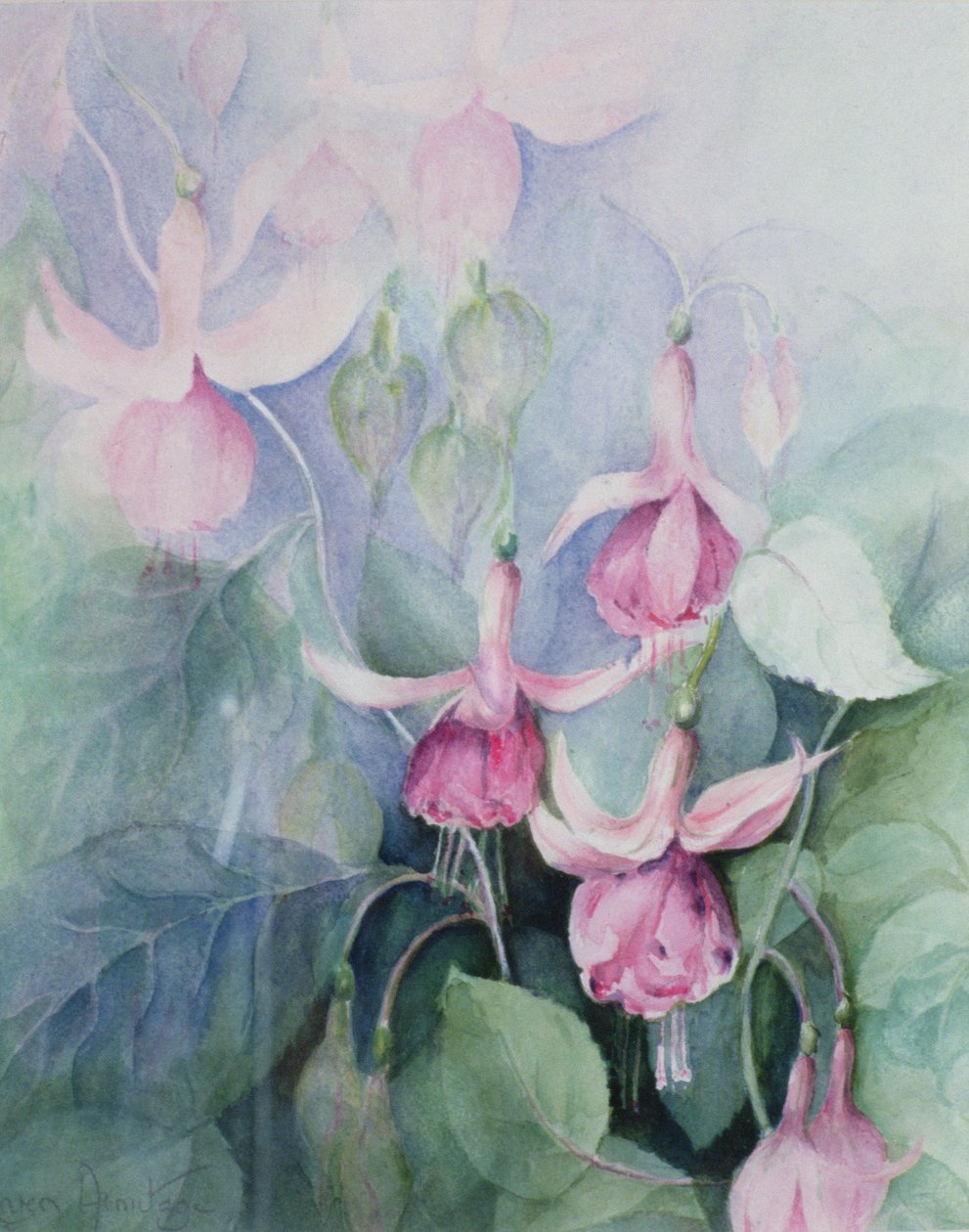Fuschia, rosa kusk av Karen Armitage