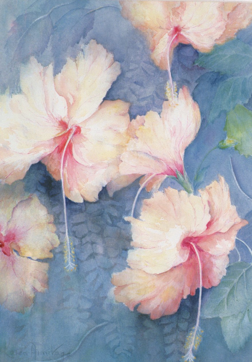 Hibiskus, aprikos av Karen Armitage