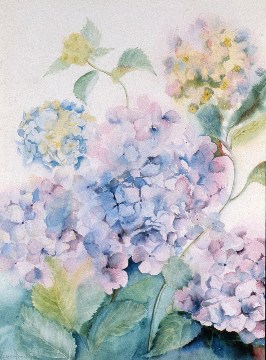 Hortensia, Blue Wave I av Karen Armitage