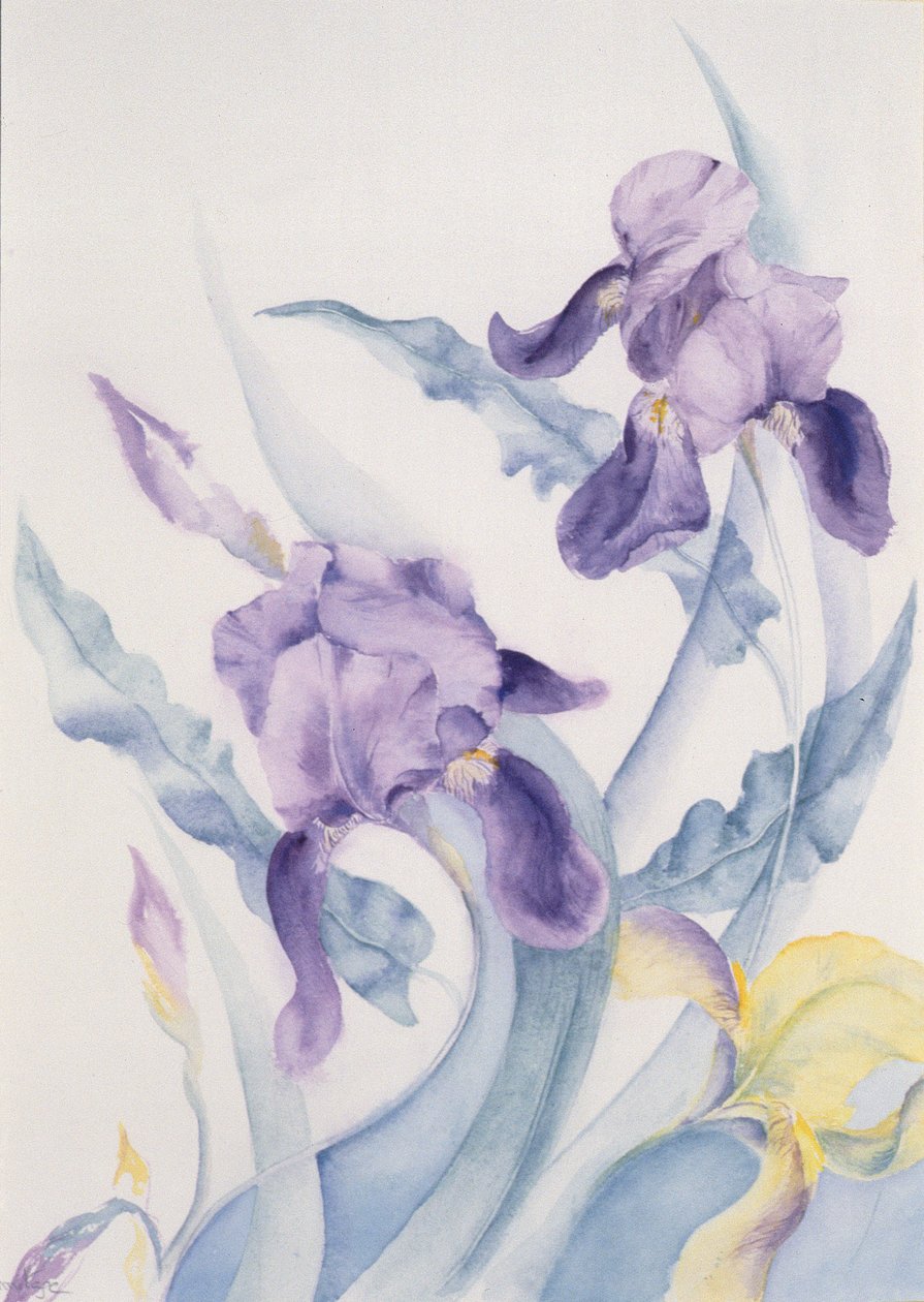 Iris, blå hoppe av Karen Armitage