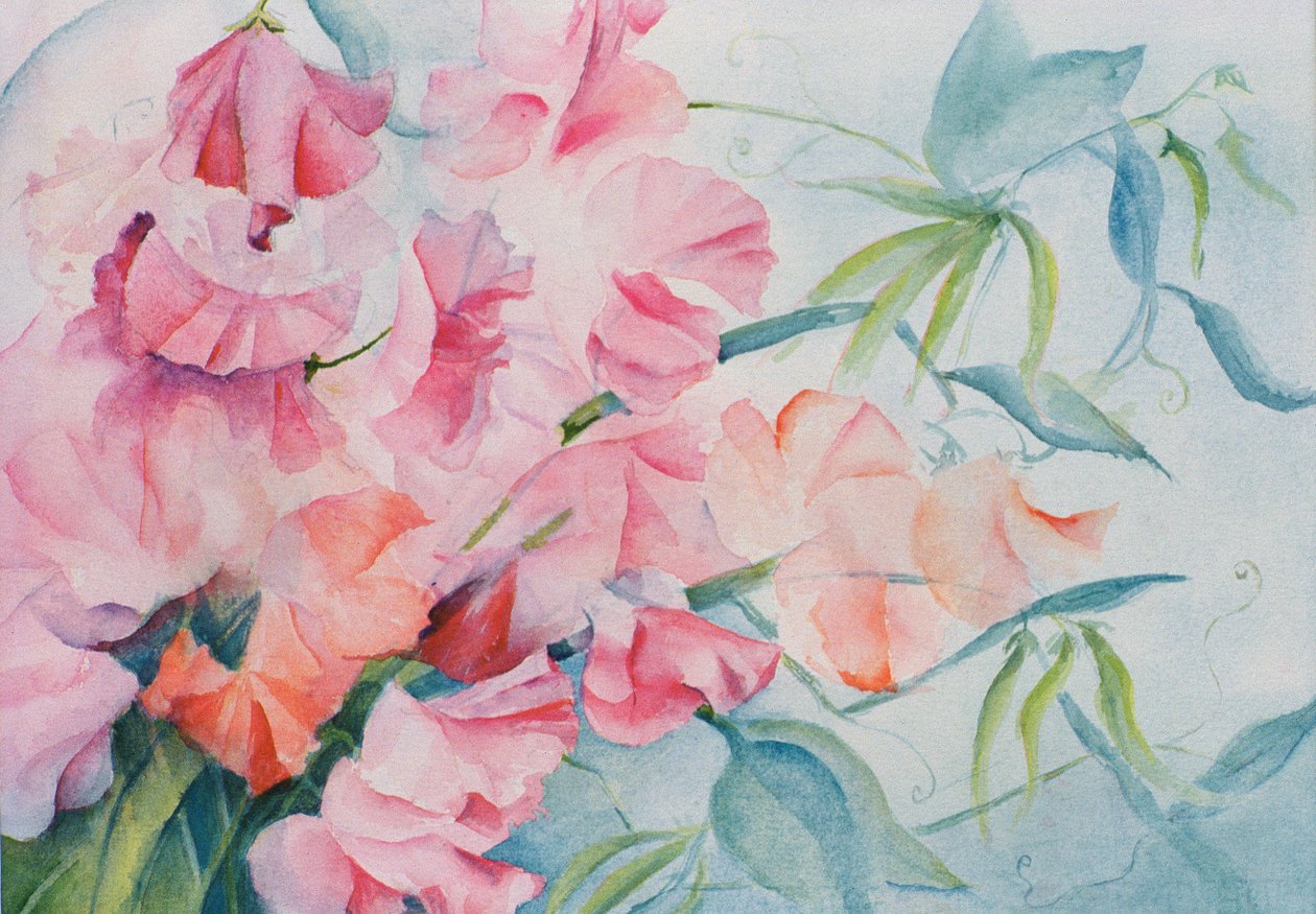 Lathyrus Odoratus, søt ert (horisontal) av Karen Armitage