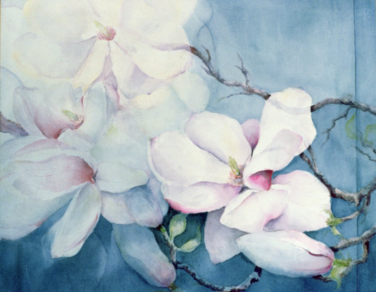 Magnolia Soulangeana (horisontal) av Karen Armitage