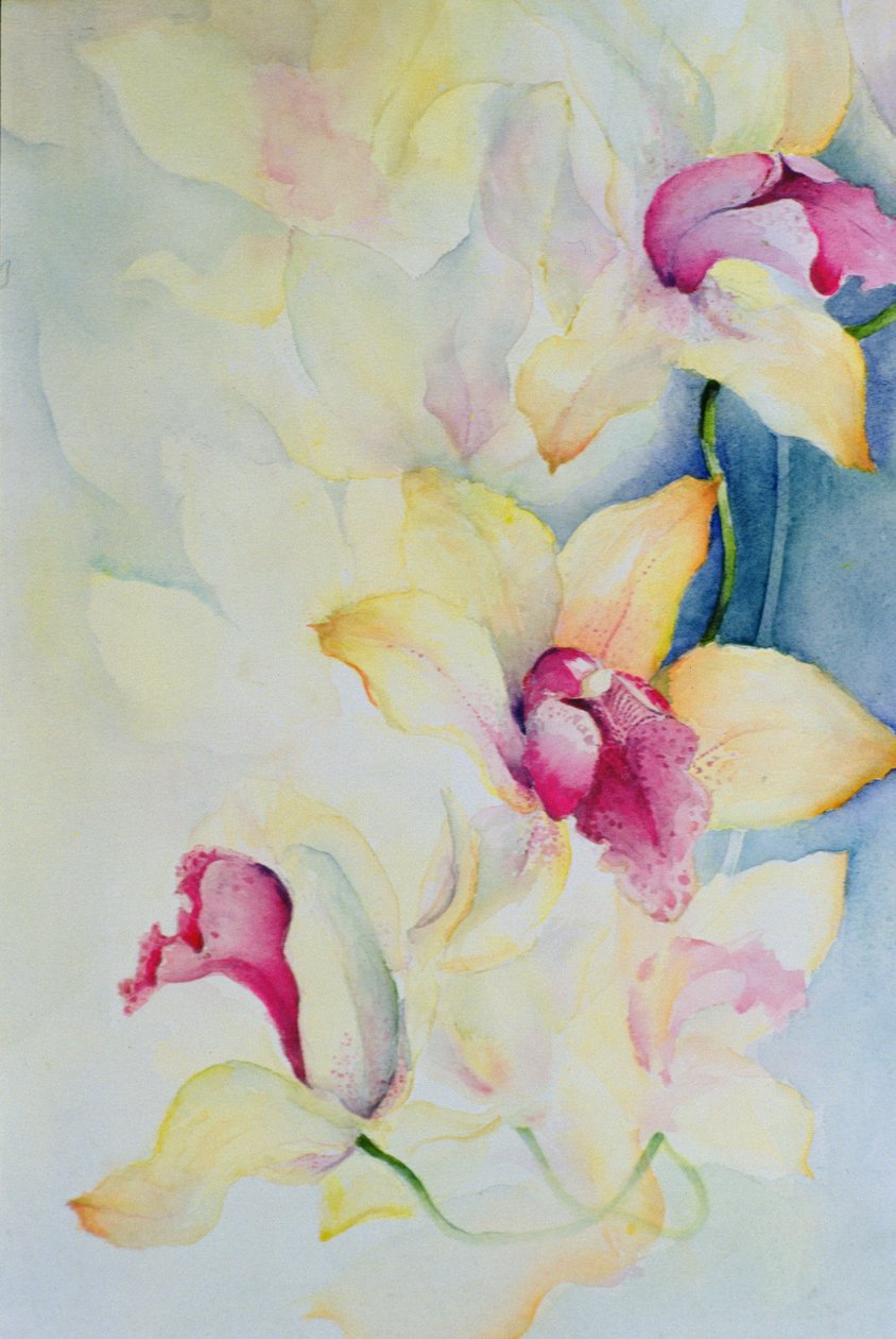 Orkidé, Cymbidium, Prins Charles av Karen Armitage