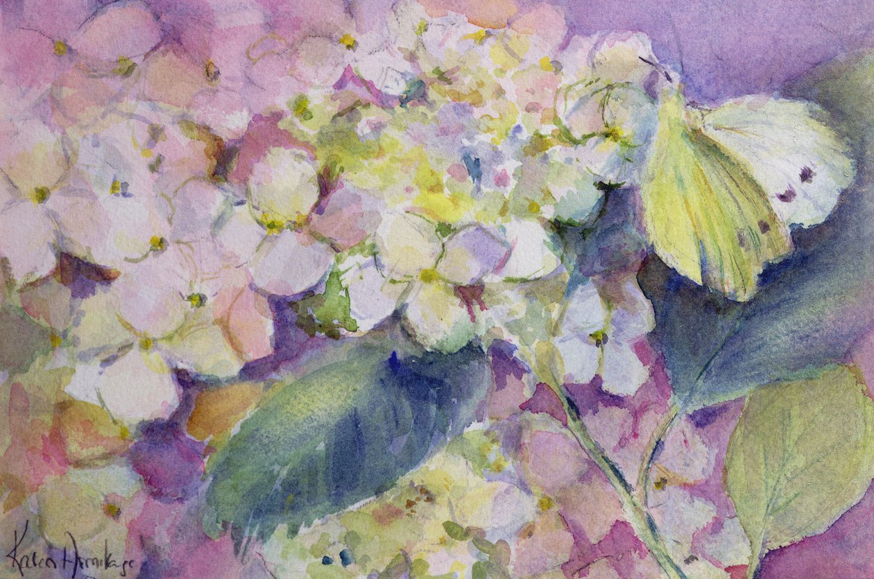 Blek skyet gul sommerfugl, Colias Hyale på hortensia av Karen Armitage