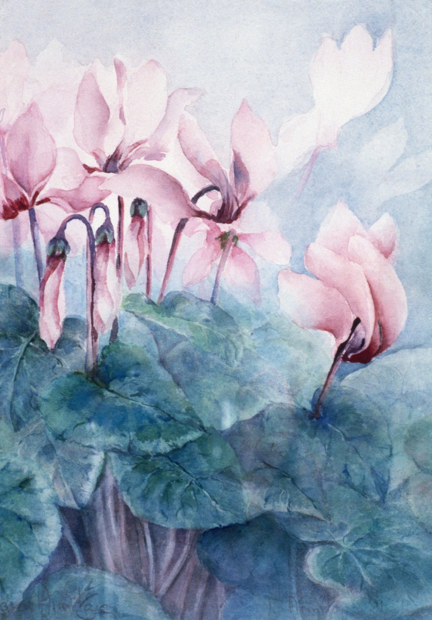 Rosa Cyclamen Pseudibericum av Karen Armitage