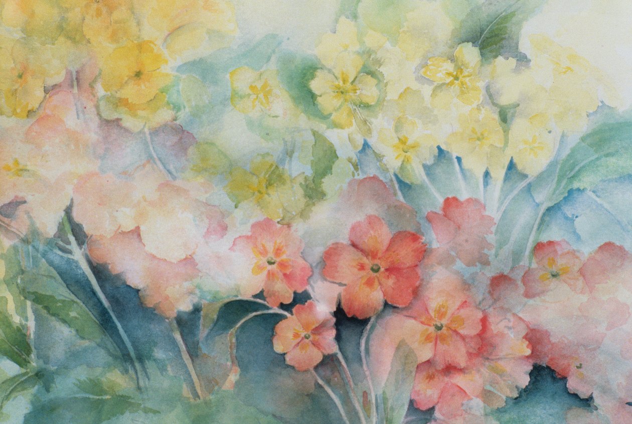 Polyanthus, blandede hybrider av Karen Armitage