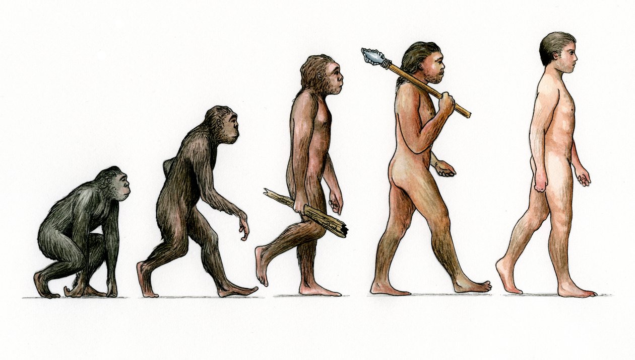Evolusjon av mennesket av Karen Humpage