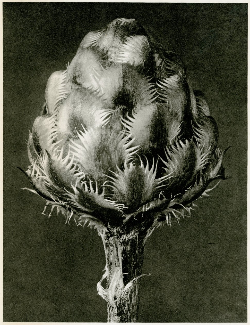 Centaurea Grecesina. 1929 (fotogravyr) av Karl Blossfeldt