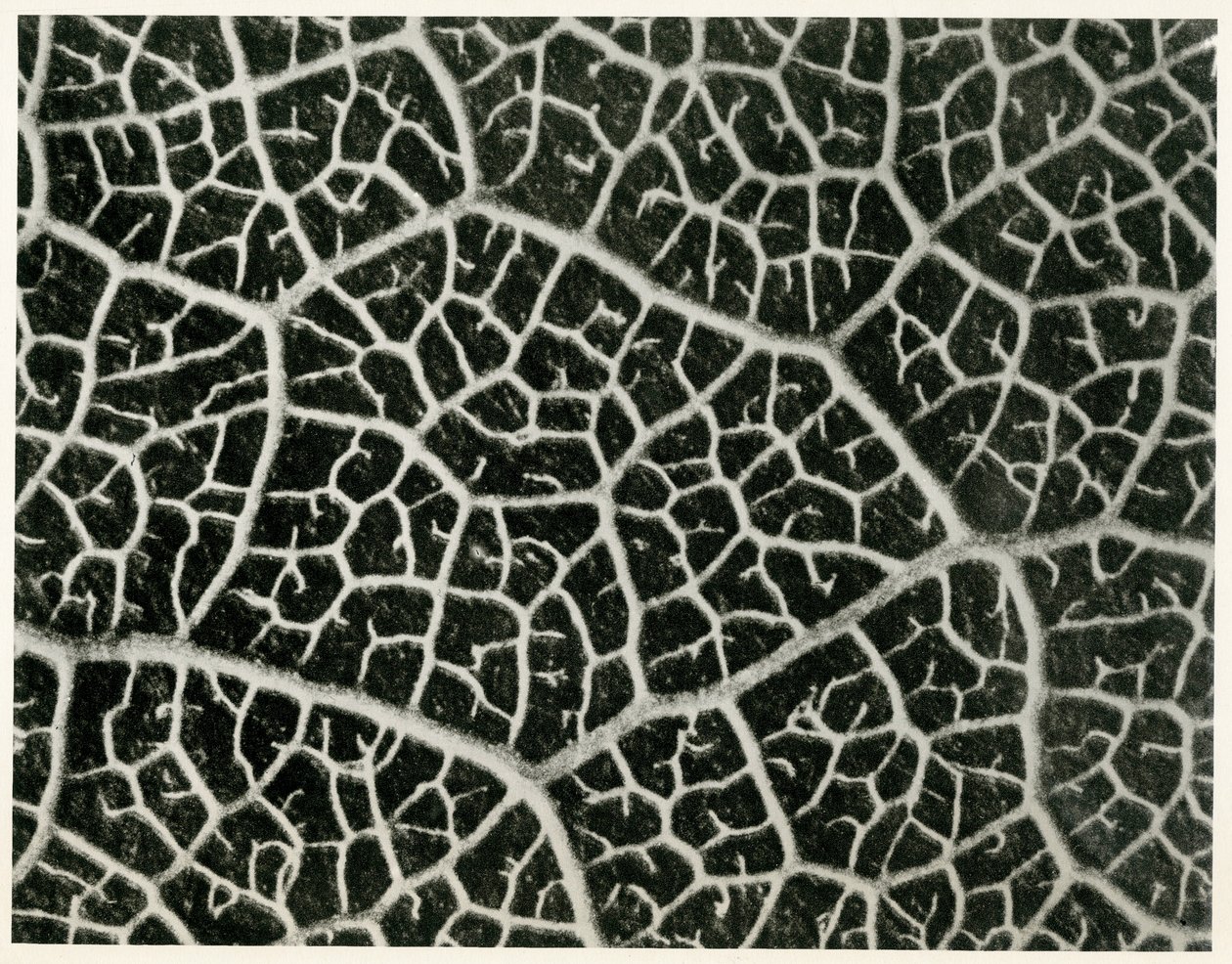 Columbia Blatt. 1929 (fotogravyr) av Karl Blossfeldt