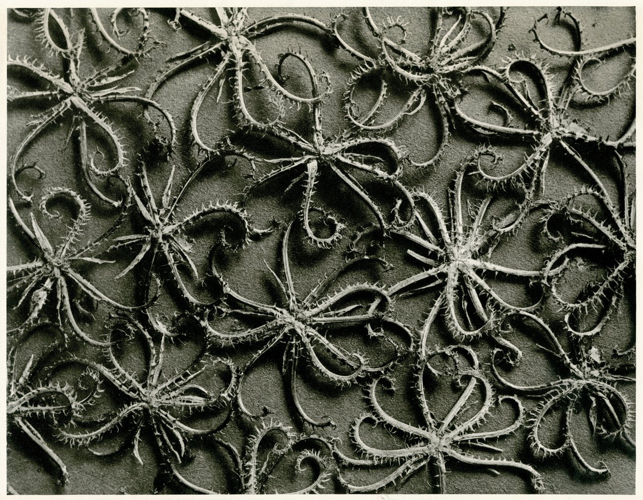 Koelpinia Linearis. 1929 (fotogravyr) av Karl Blossfeldt