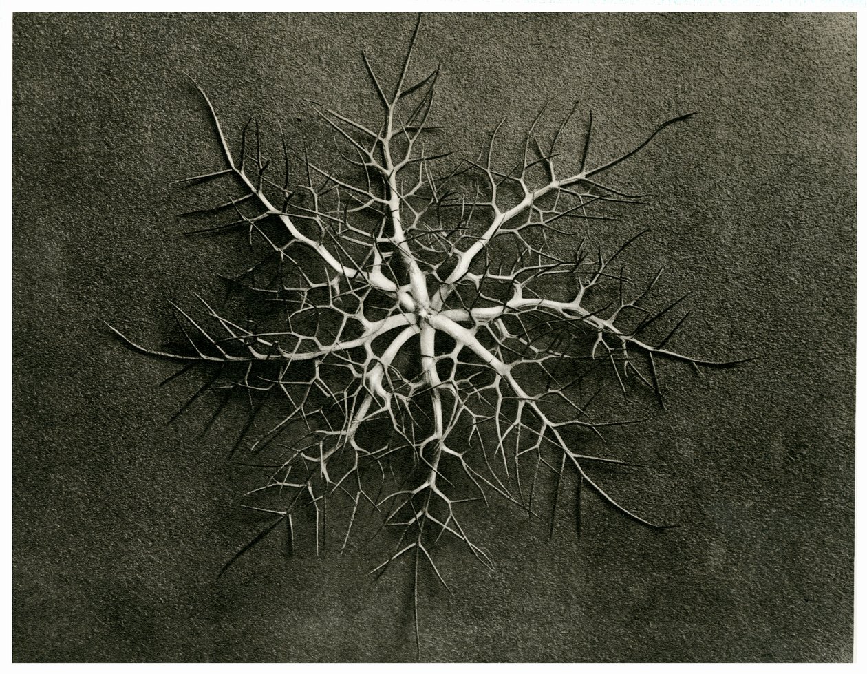 Nigella Damascena. 1929 (fotogravyr) av Karl Blossfeldt