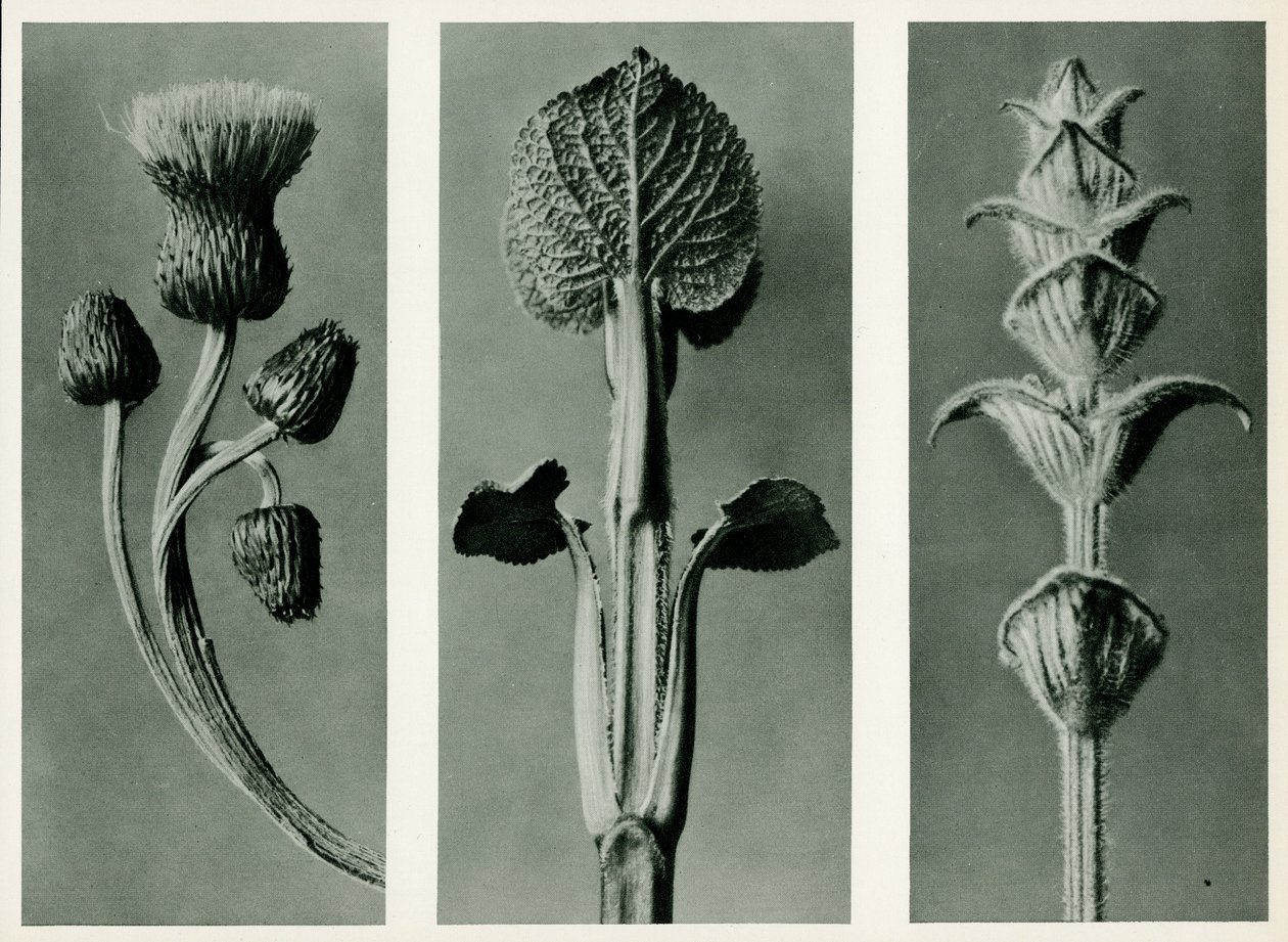 Studie av tre arter av planter. 1929 (fotogravyr) av Karl Blossfeldt