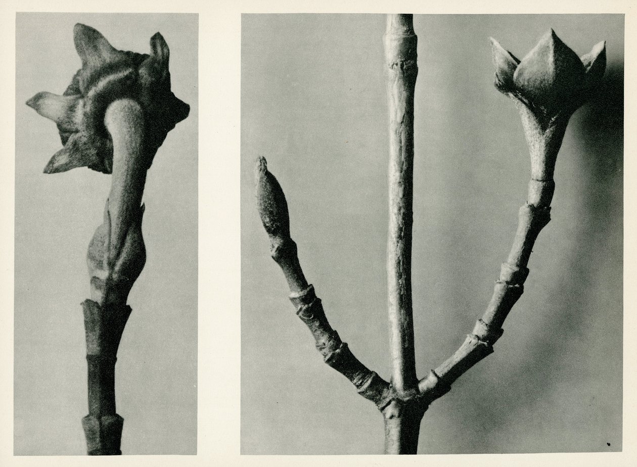 Studie uten tittel. 1929 (fotogravyr) av Karl Blossfeldt