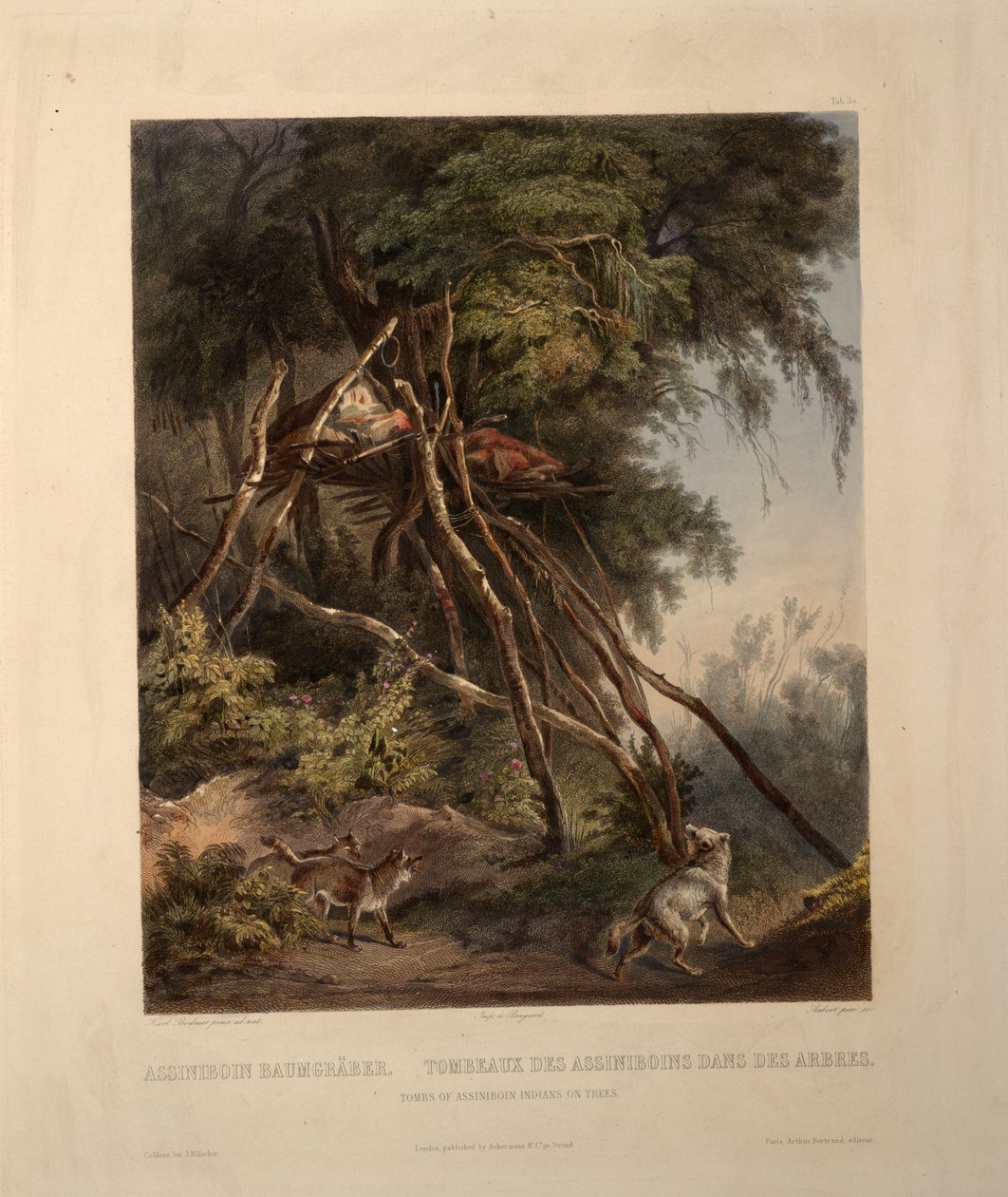 Graver av Assiniboin -indianere på trær av Karl Bodmer