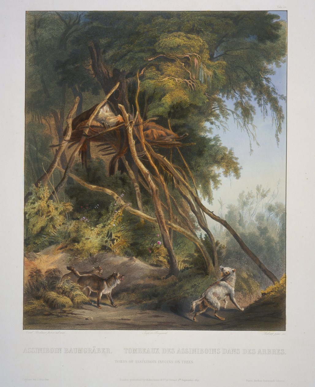 Gravene til Assiniboin-indianerne på trær av Karl Bodmer