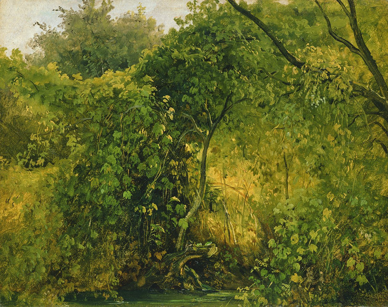 Busker ved Pillnitz, ca. 1818-28 (olje på papir) av Karl Gustav Carus