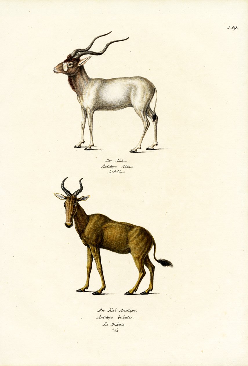 Addax, 1824 av Karl Joseph Brodtmann
