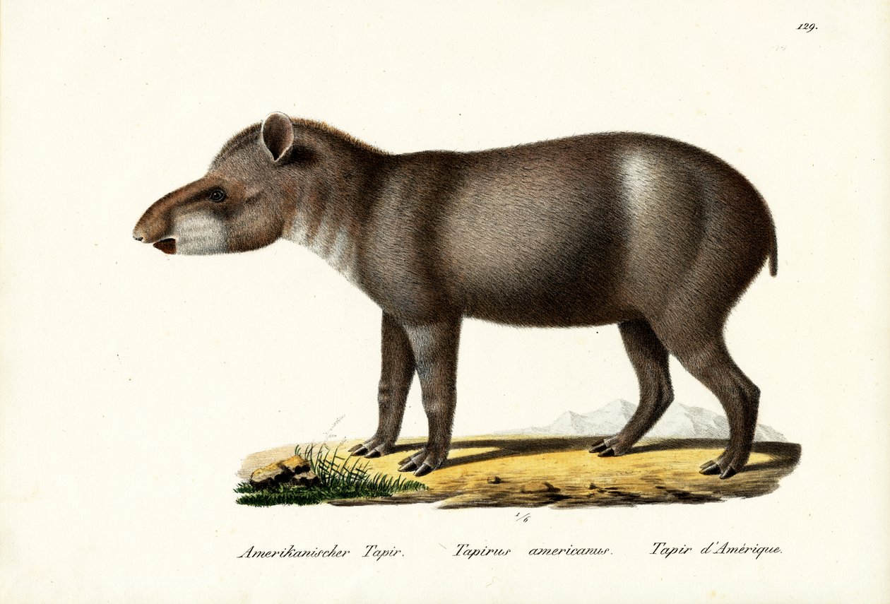 American Tapir, 1824 av Karl Joseph Brodtmann