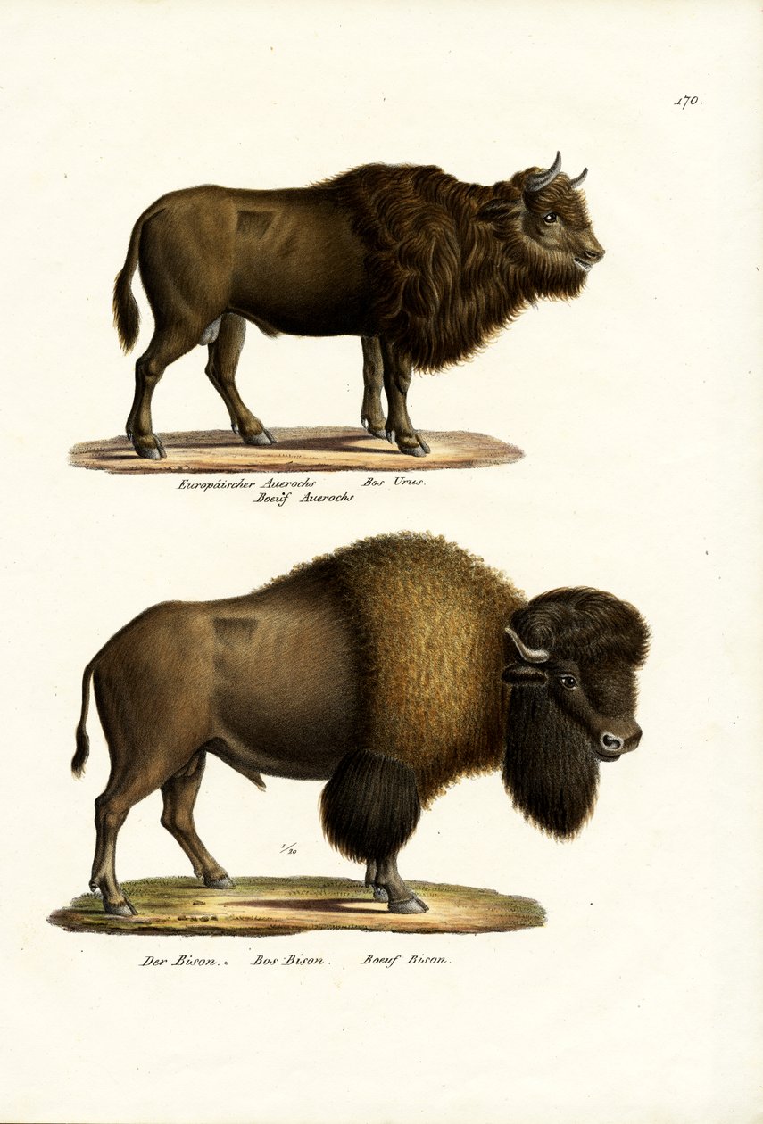 Aurochs, 1824 av Karl Joseph Brodtmann