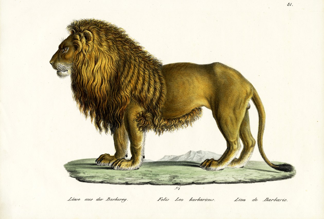 Barbary Lion, 1824 av Karl Joseph Brodtmann