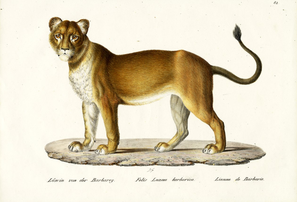 Barbary Løvinne, 1824 av Karl Joseph Brodtmann
