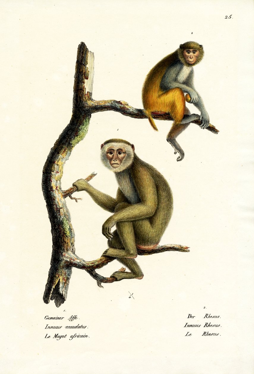 Barbary Macaque, 1824 av Karl Joseph Brodtmann