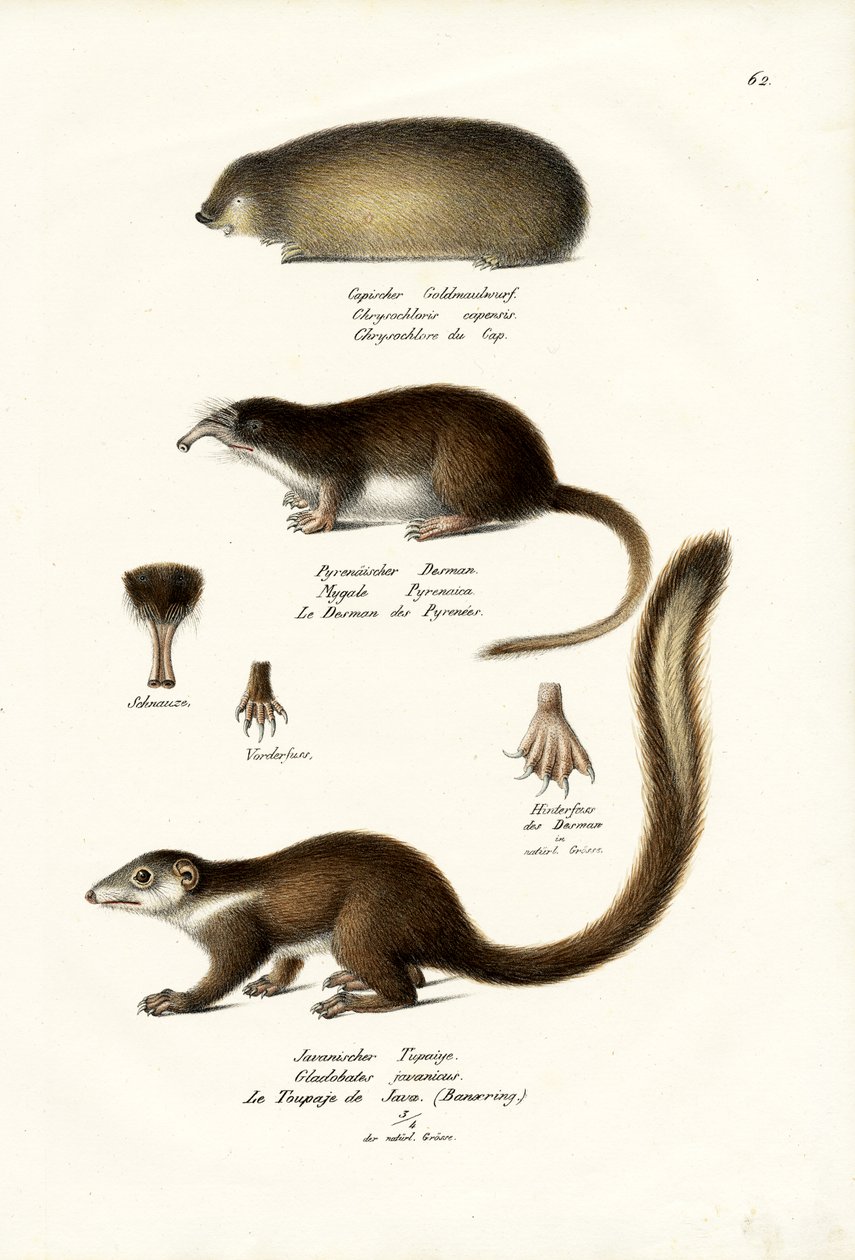 Cape Golden Mole, 1824 av Karl Joseph Brodtmann
