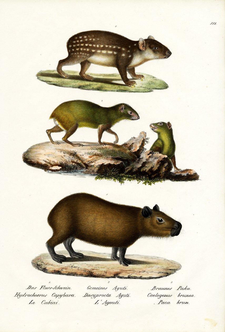 Capybara, 1824 av Karl Joseph Brodtmann