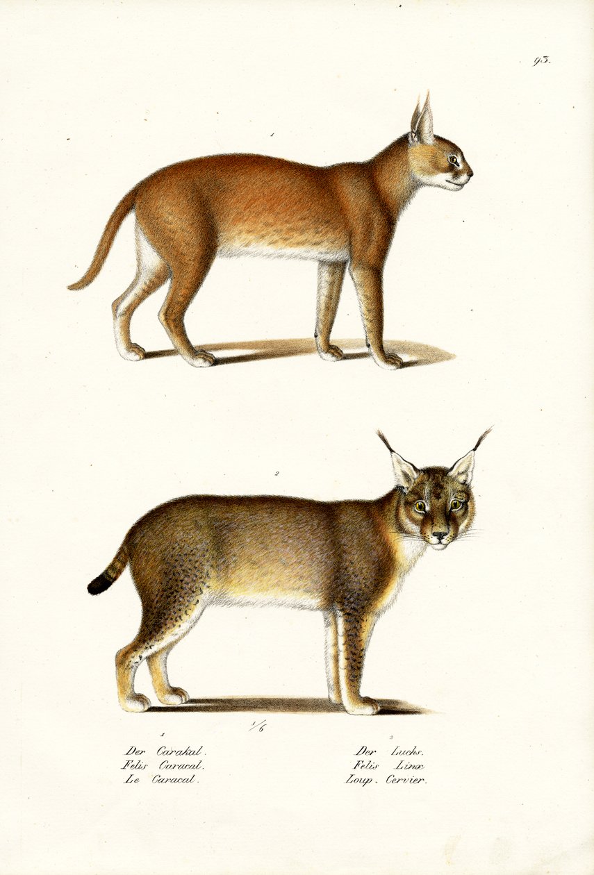Caracal, 1824 av Karl Joseph Brodtmann