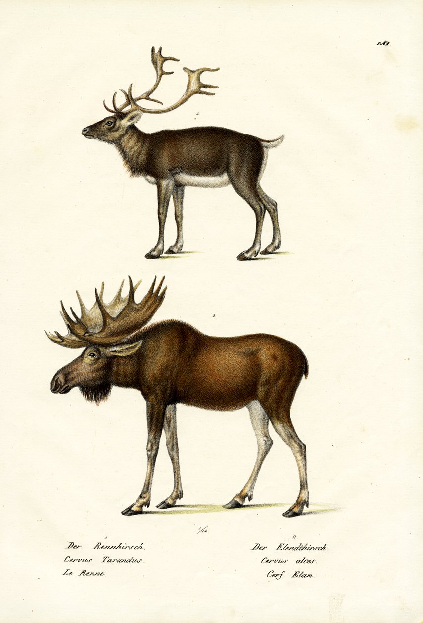Caribou, 1824 av Karl Joseph Brodtmann