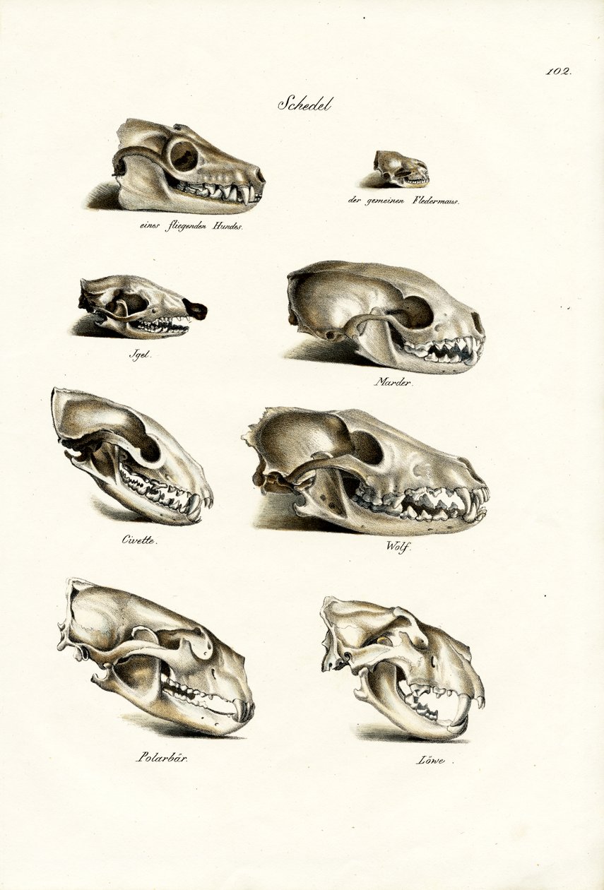 Carnivores Skulls, 1824 av Karl Joseph Brodtmann