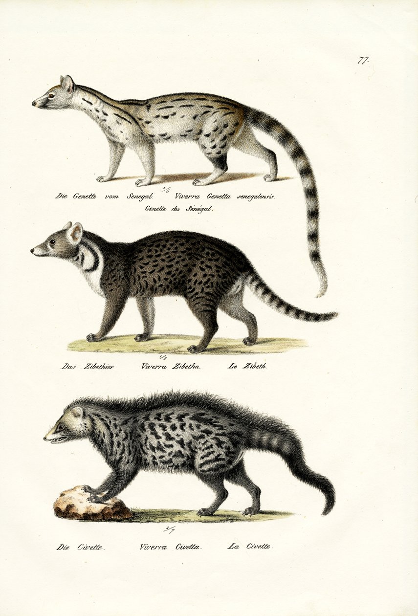 Civet, 1824 av Karl Joseph Brodtmann