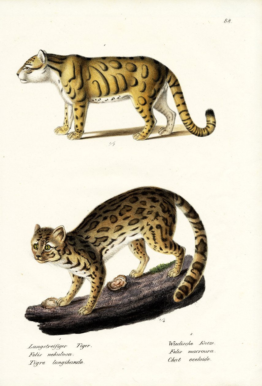 Skyet leopard, 1824 av Karl Joseph Brodtmann
