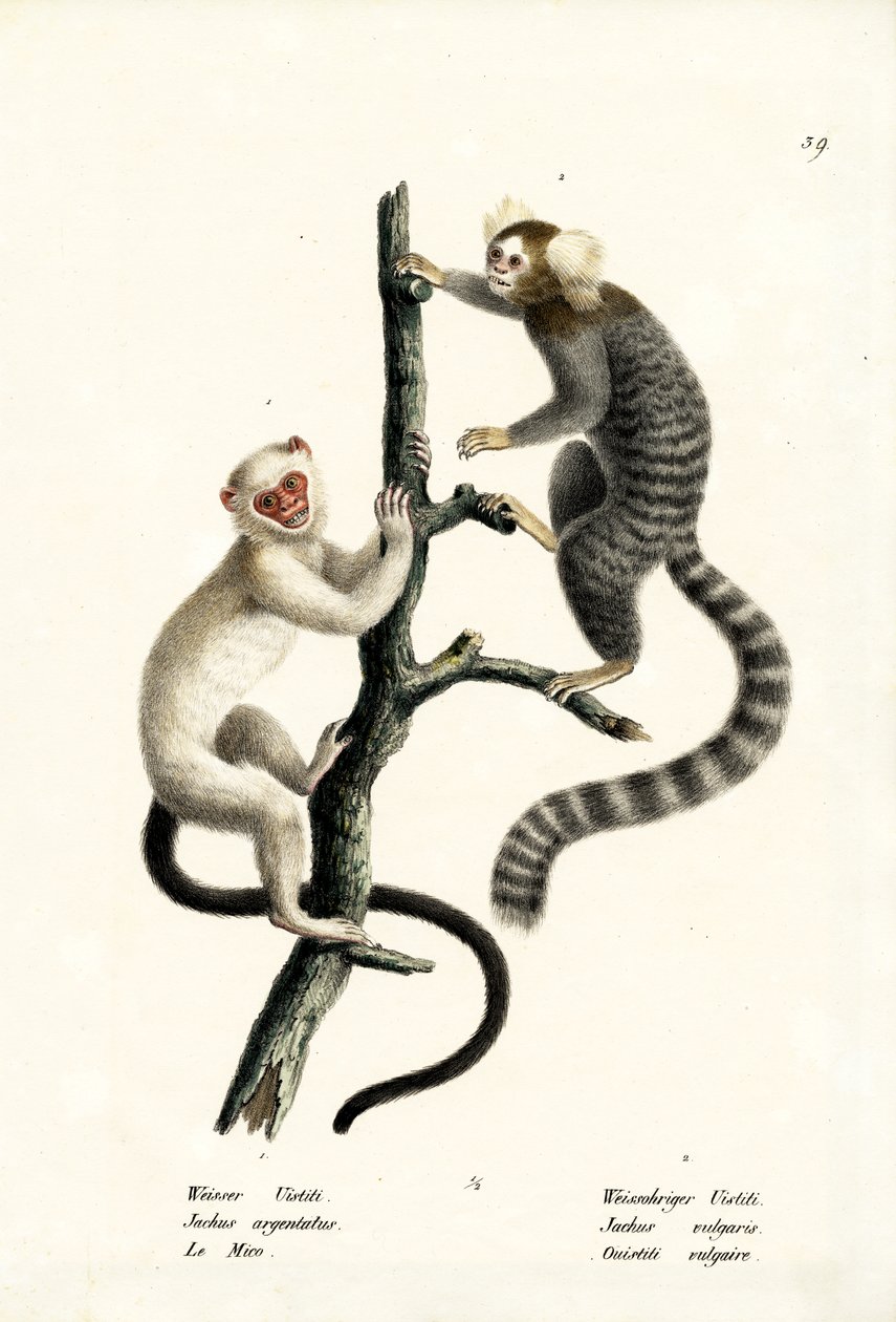 Marmoset, 1824 av Karl Joseph Brodtmann