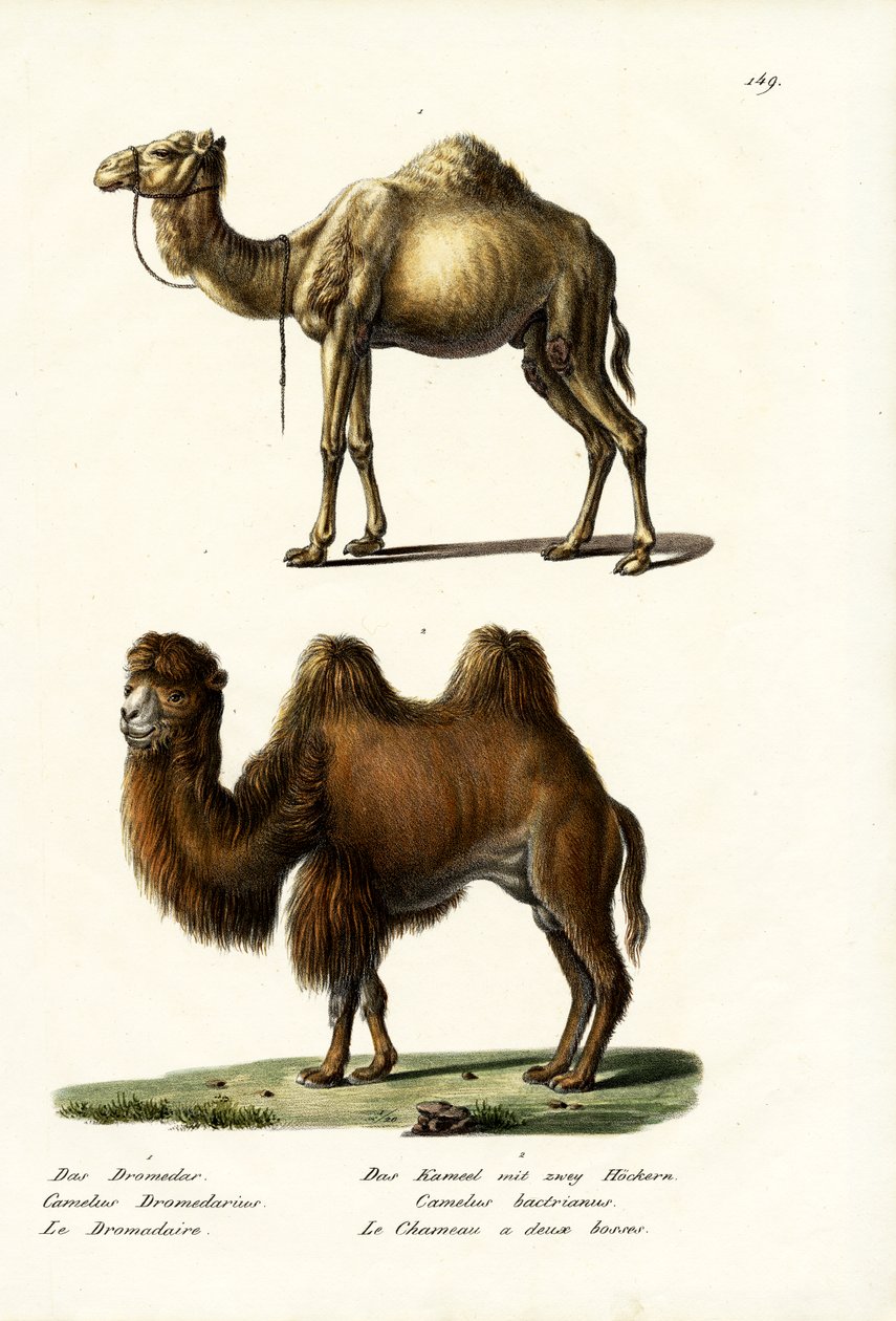Dromedar, 1824 av Karl Joseph Brodtmann