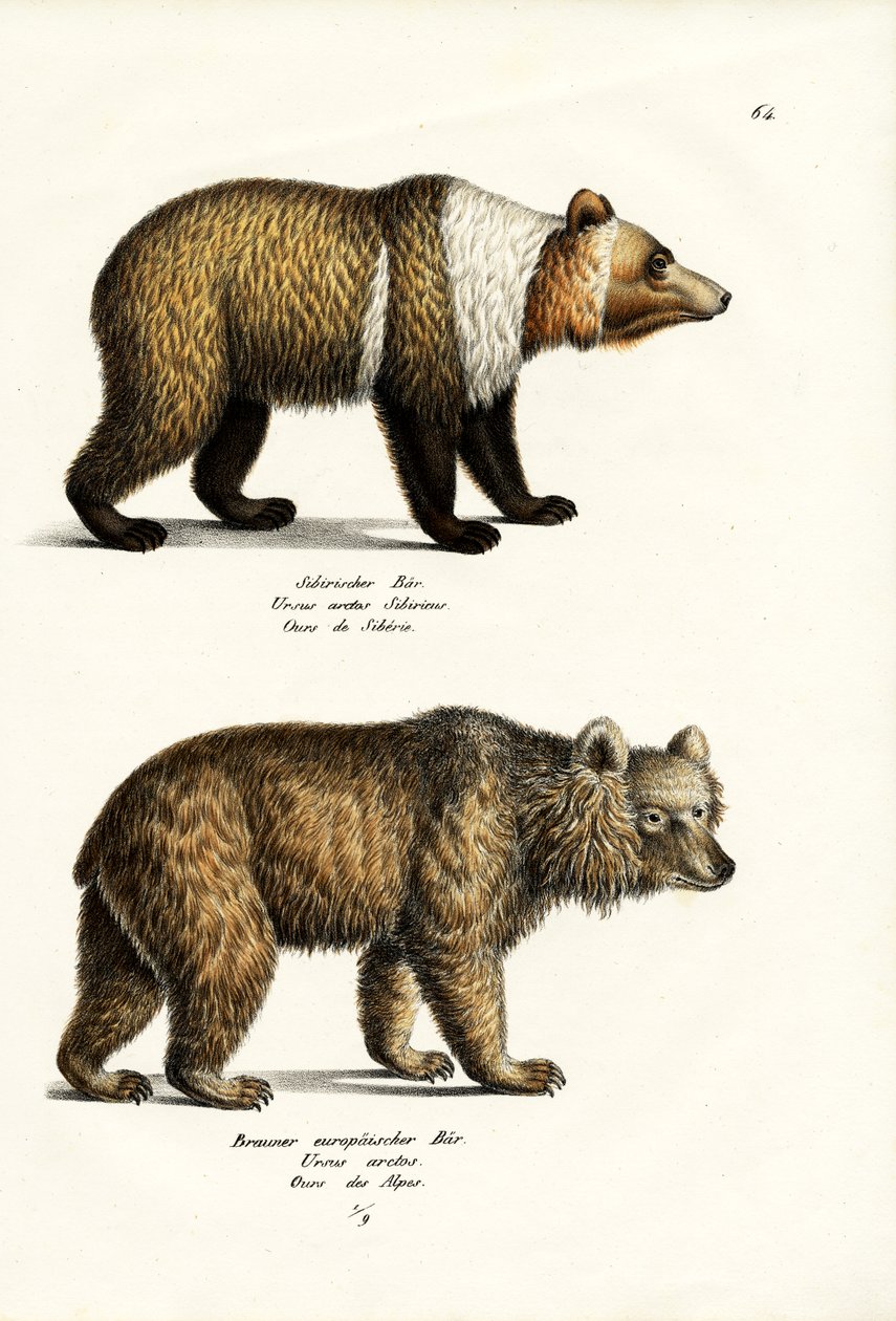 Europeisk brunbjørn, 1824 av Karl Joseph Brodtmann