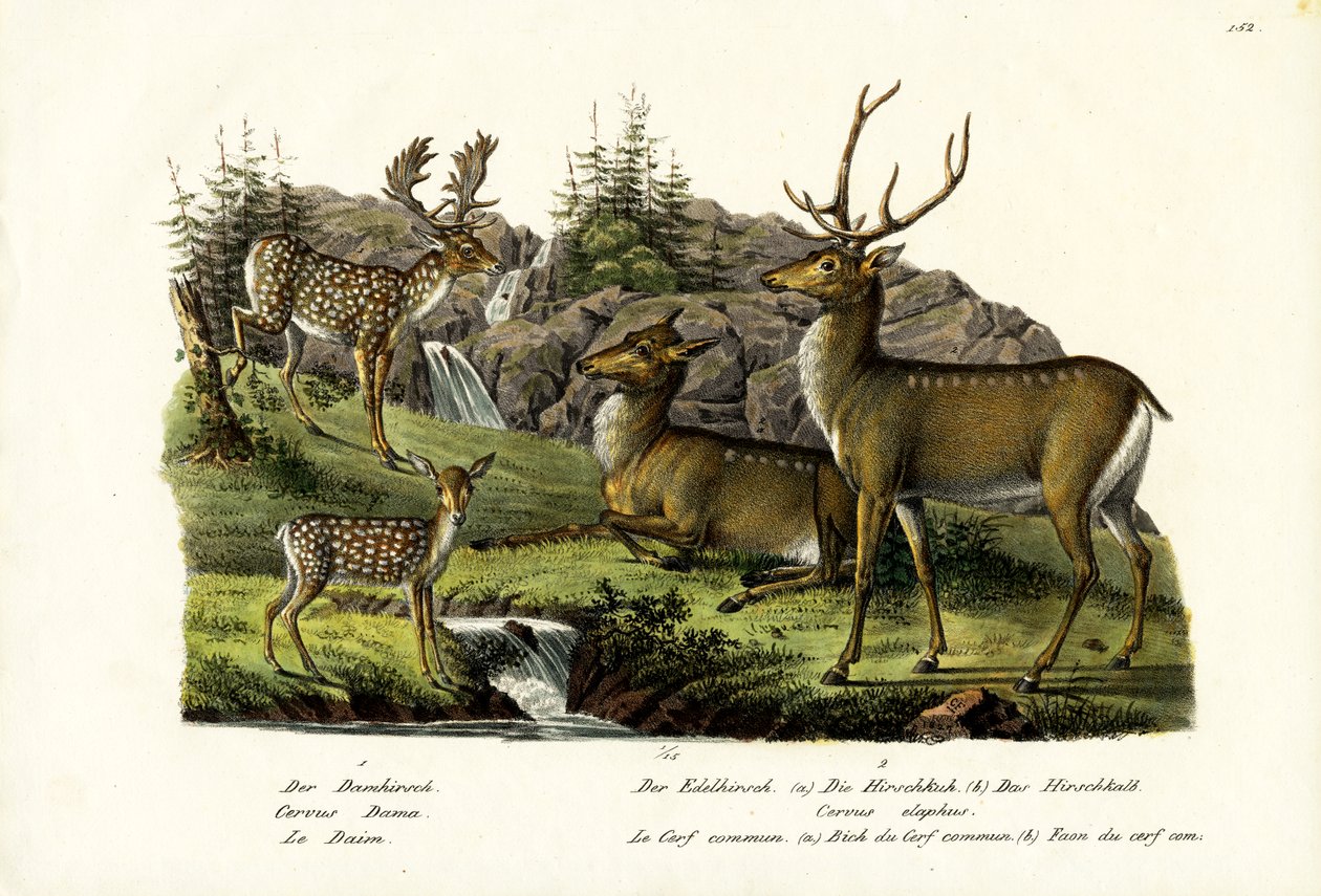 Dåhjort, 1824 av Karl Joseph Brodtmann