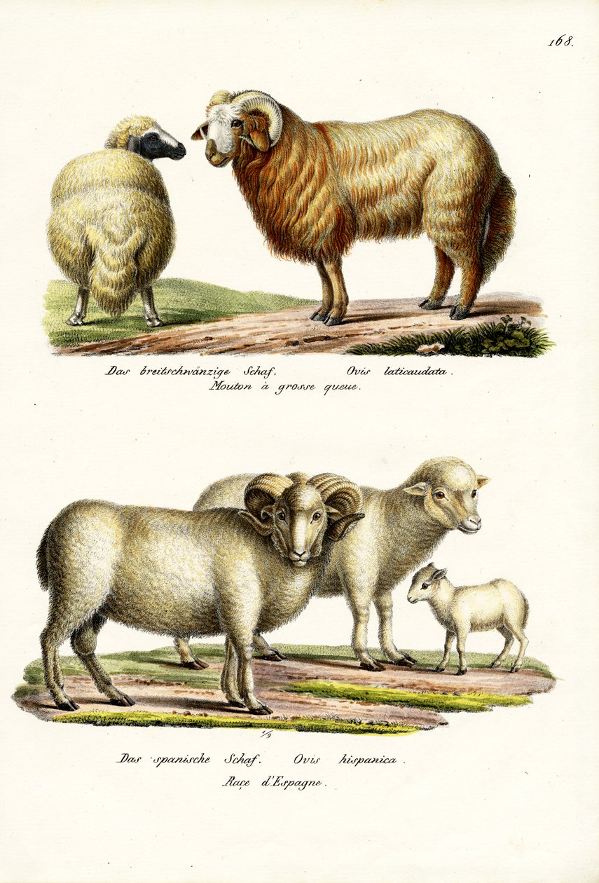 Fat-tailed sau, 1824 av Karl Joseph Brodtmann
