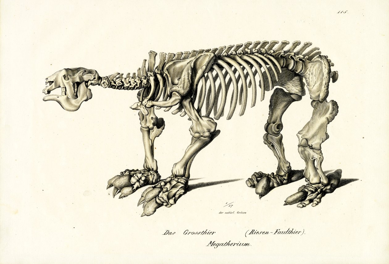 Giant Ground Sloth, 1824 av Karl Joseph Brodtmann