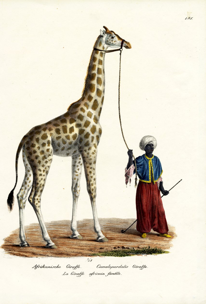 Giraffe, 1824 av Karl Joseph Brodtmann