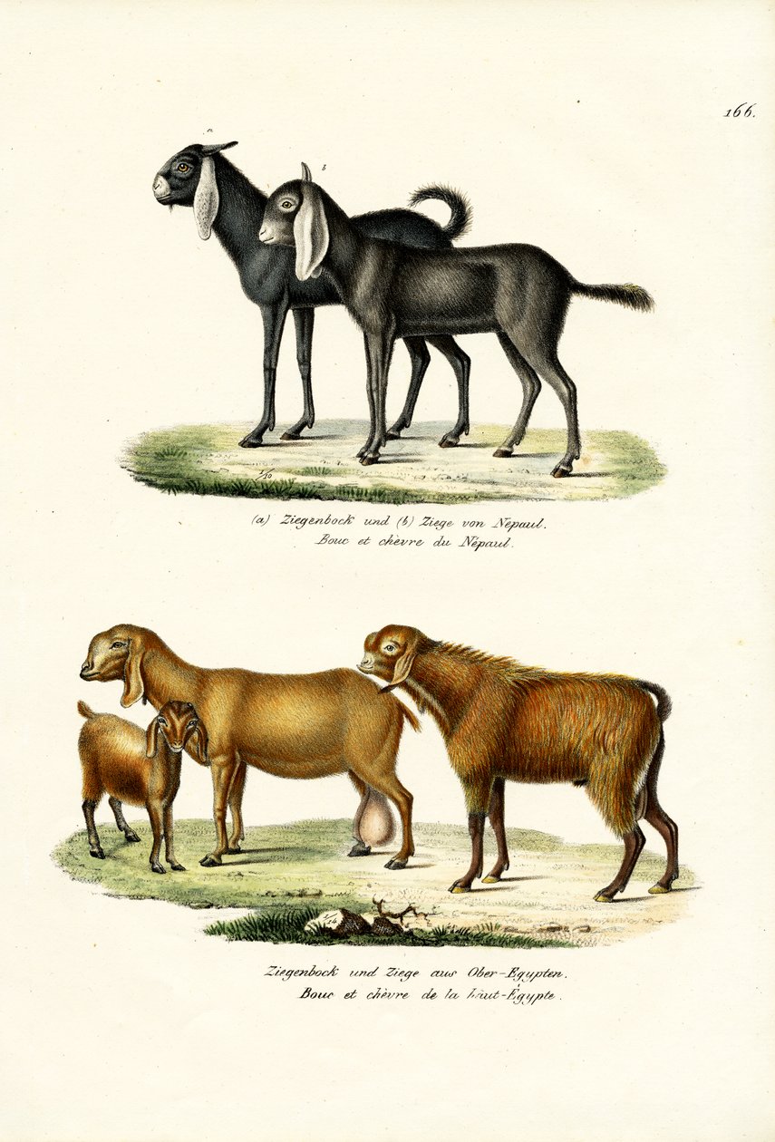 Geit, 1824 av Karl Joseph Brodtmann