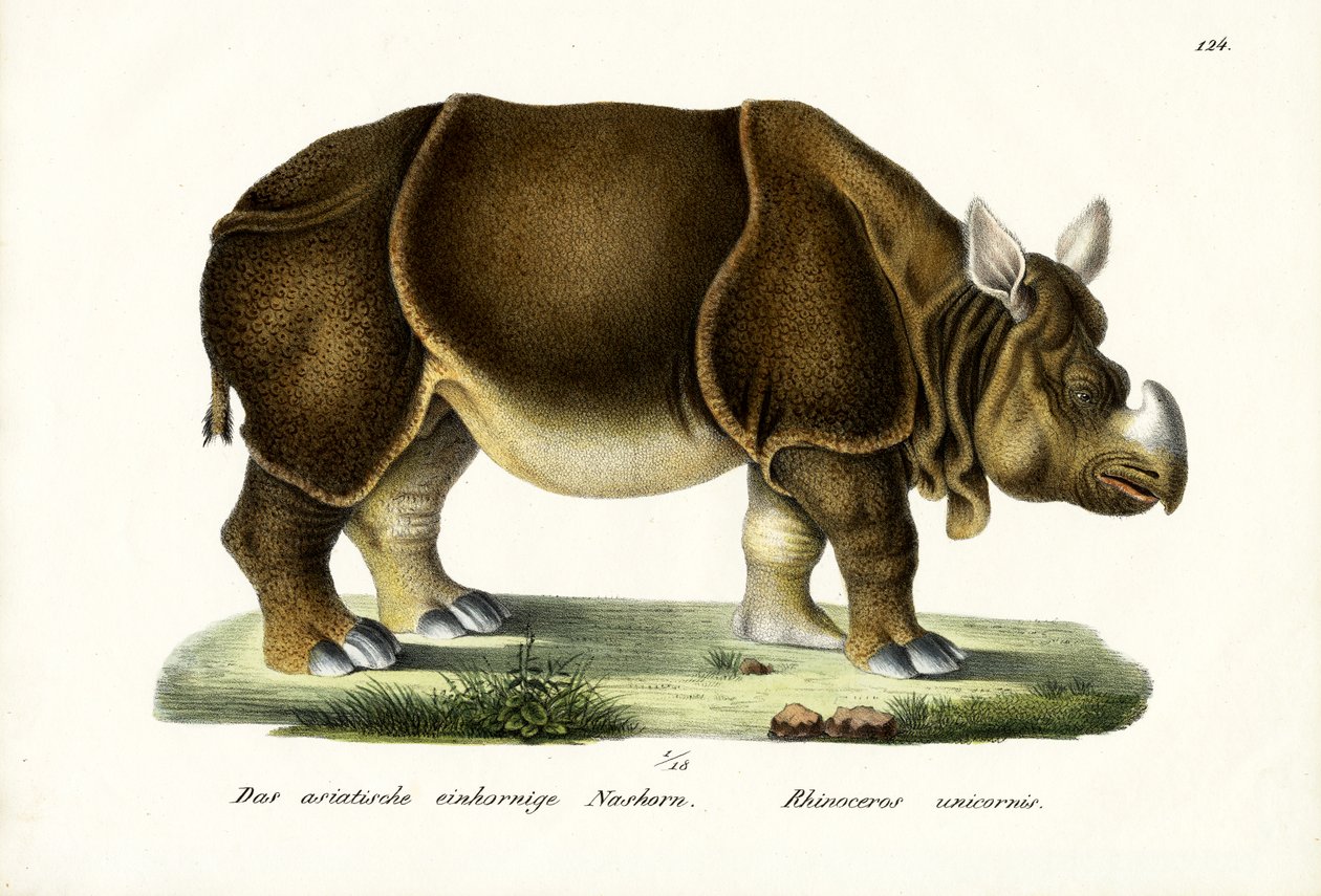 Greater Indian Rhinoceros, 1824 av Karl Joseph Brodtmann