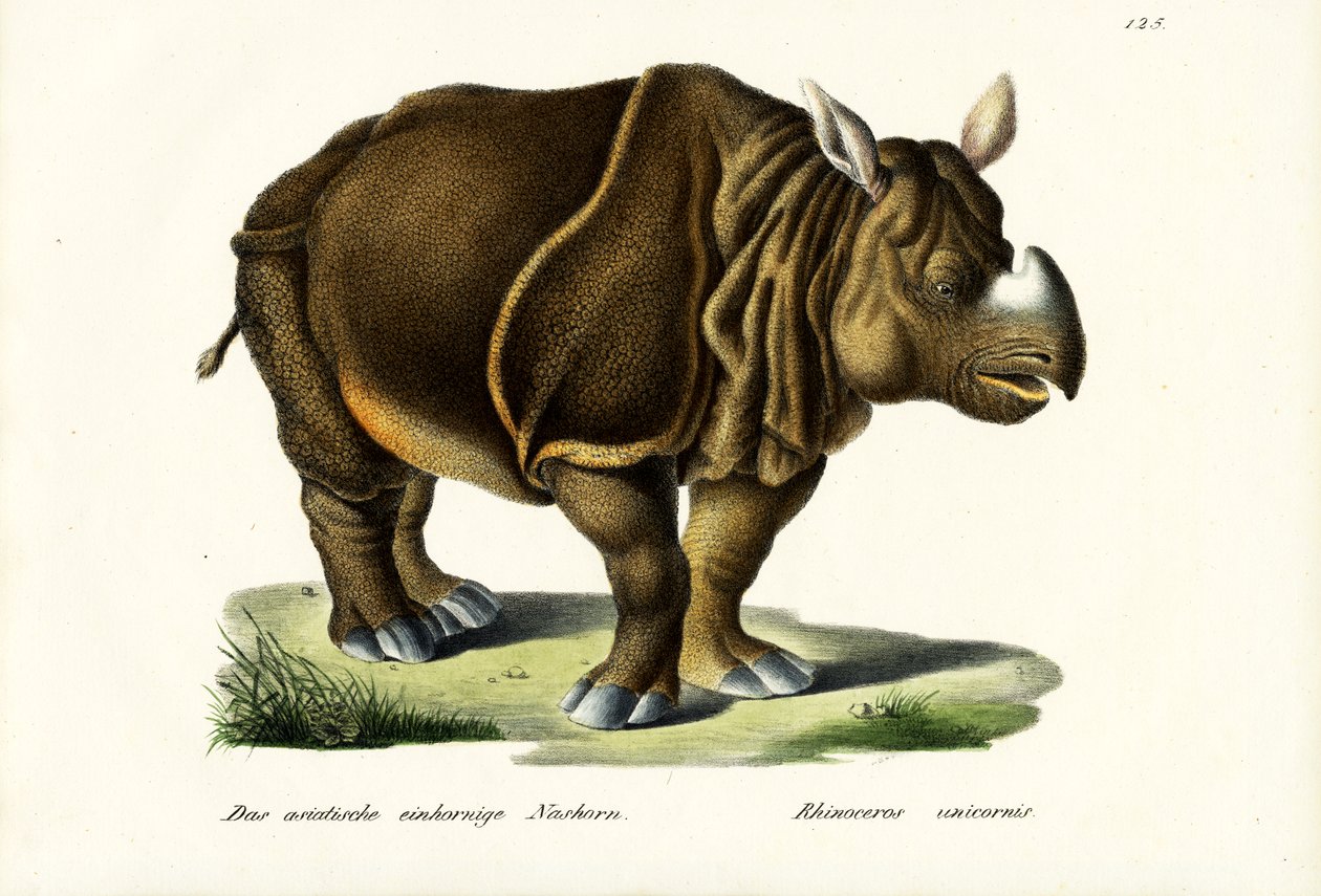 Greater Indian Rhinoceros, 1824 av Karl Joseph Brodtmann