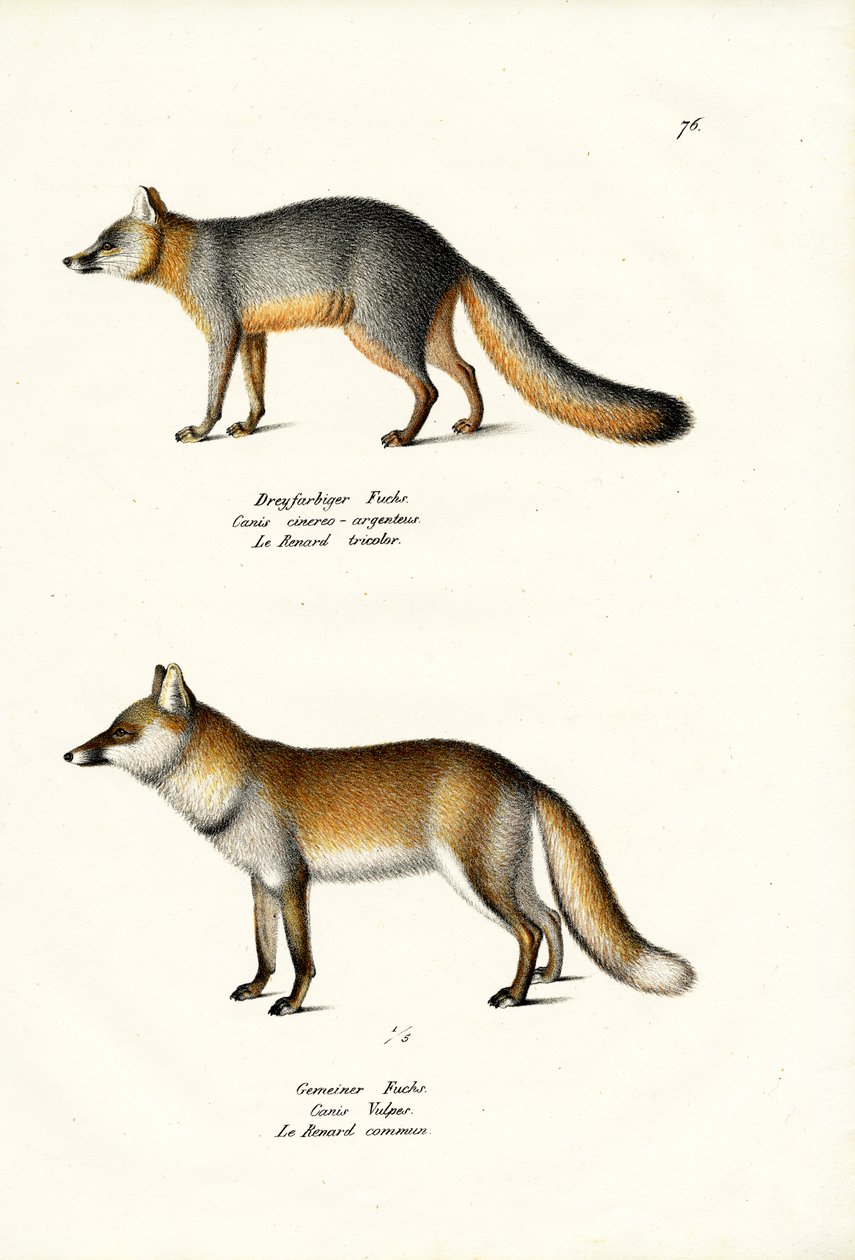 Grey Fox, 1824 av Karl Joseph Brodtmann