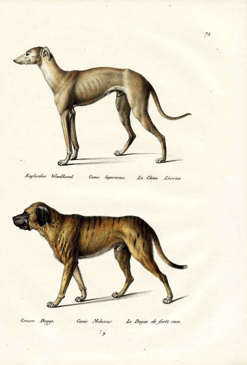 Greyhound, 1824 av Karl Joseph Brodtmann