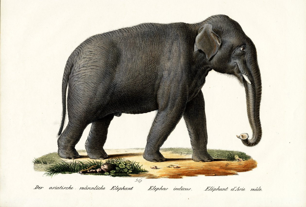 Indisk elefant, 1824 av Karl Joseph Brodtmann