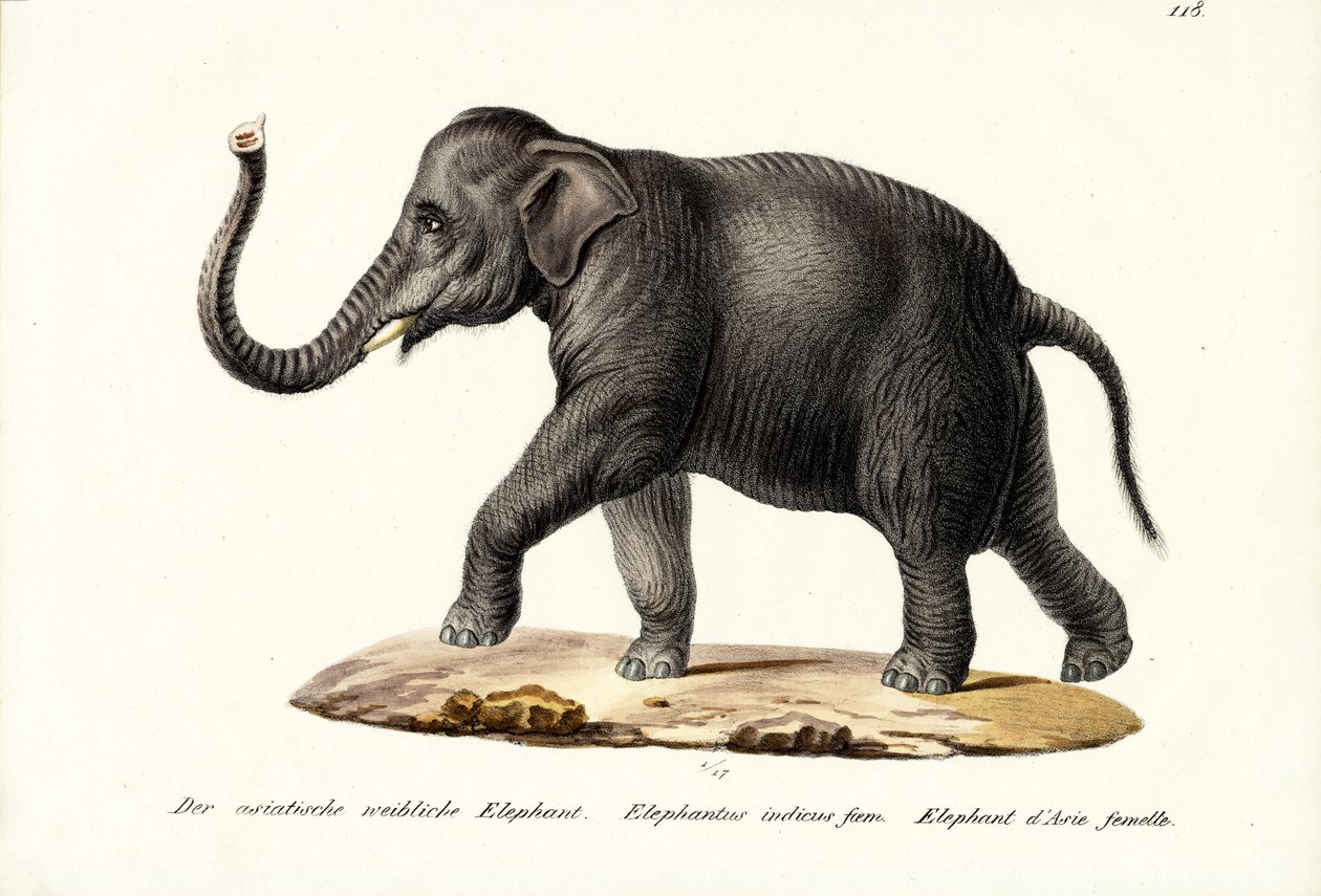 Indisk elefant, 1824 av Karl Joseph Brodtmann