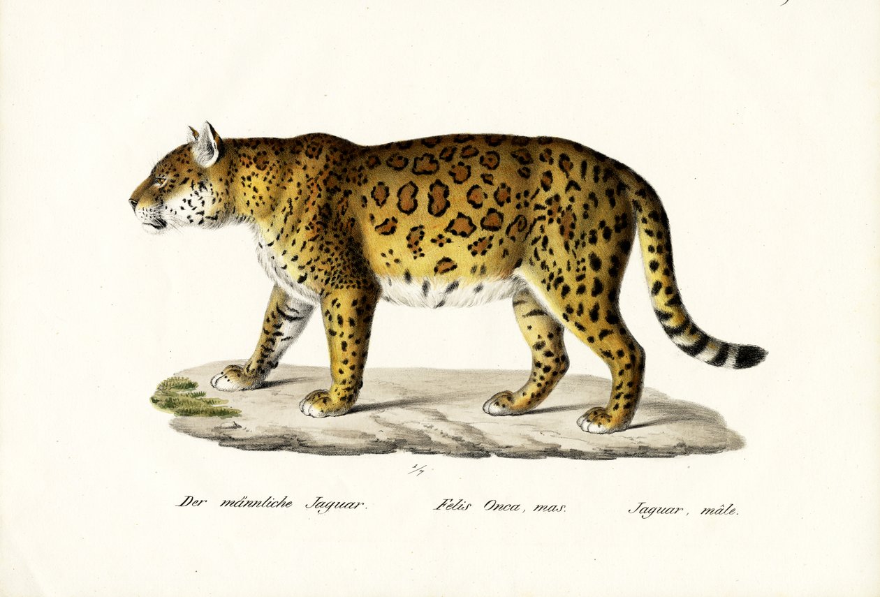 Jaguar, 1824 av Karl Joseph Brodtmann