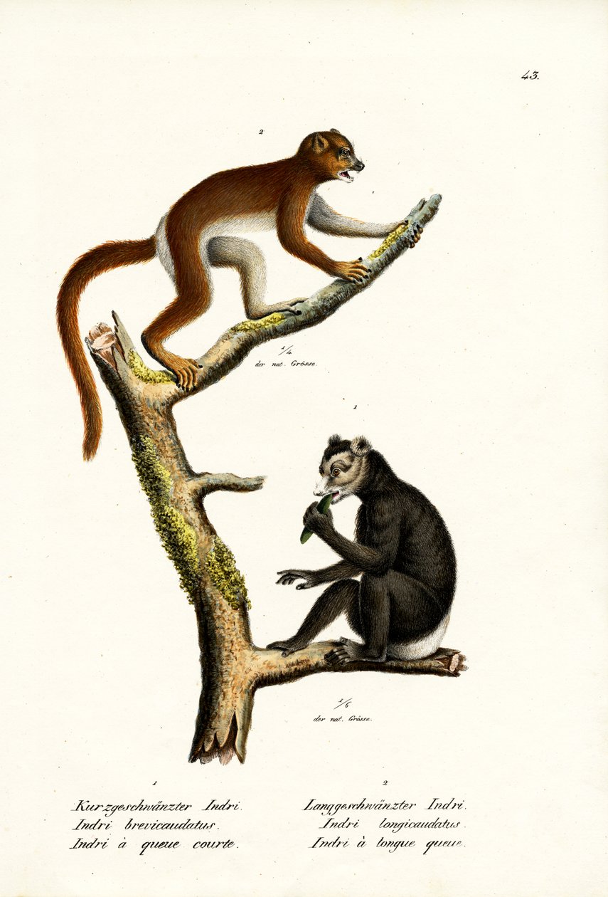 Stor korthalelemur, 1824 av Karl Joseph Brodtmann