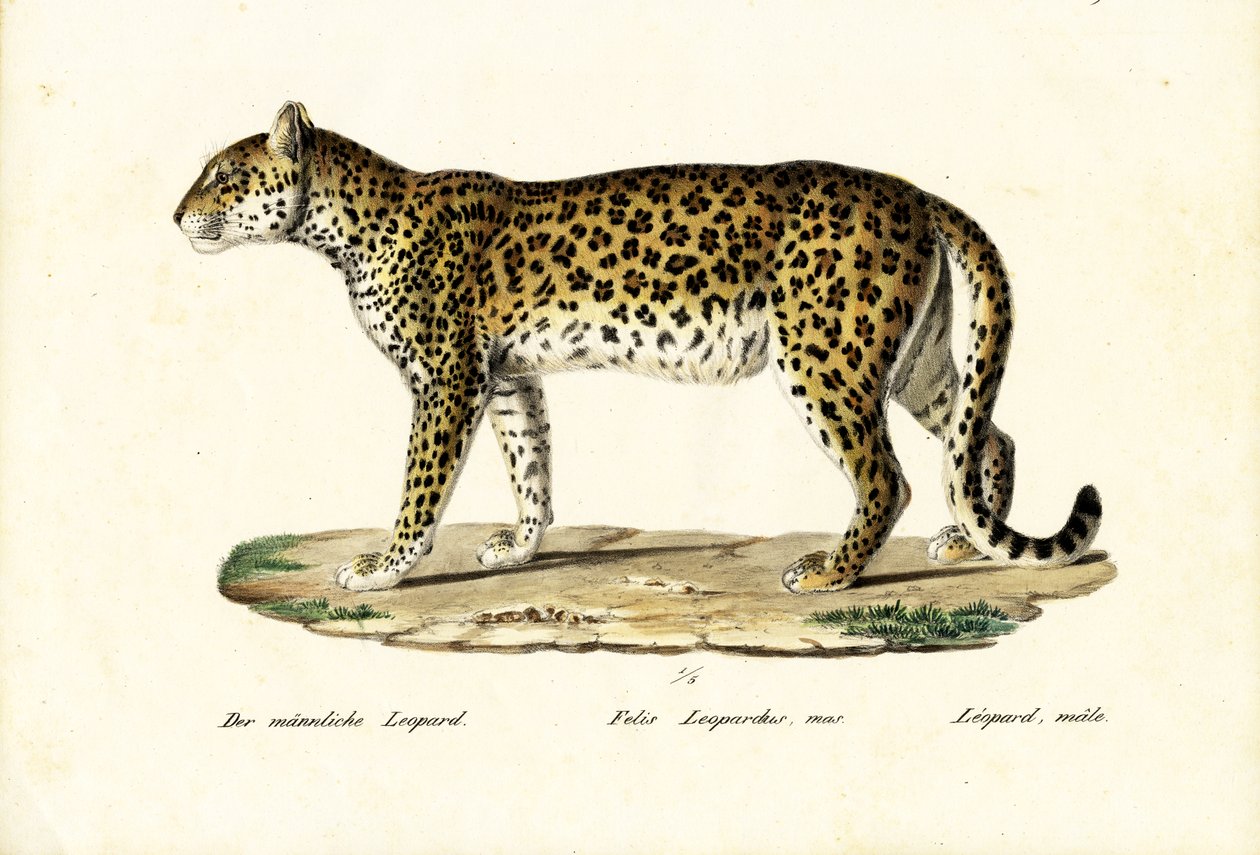 Leopard, 1824 av Karl Joseph Brodtmann